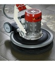 Monobrosse_Maxititina_Raimondi_2-1.jpg